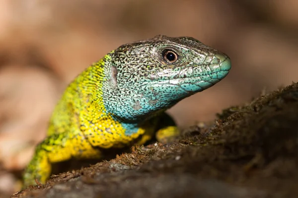 Bonito lagarto amarillo y azul — Foto de Stock