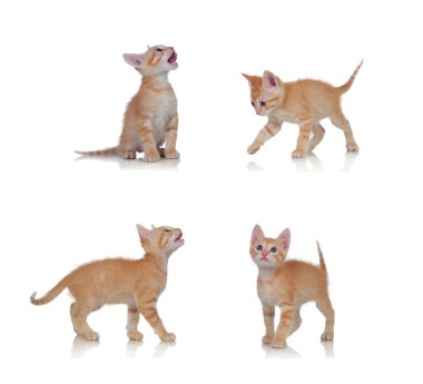 değişik pozisyonlarda güzel küçük kedi 