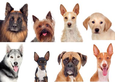 farklı doğurmak-in köpek fotoğraf kolaj