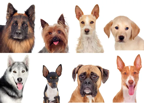 Collage de fotos de diferentes razas de perros — Foto de Stock