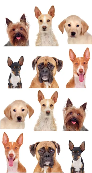 Collage de fotos de diferentes razas de perros — Foto de Stock