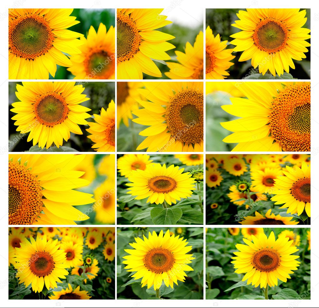 Collage of many images of sunflowers ⬇ Stock Photo, Image by © Gelpi