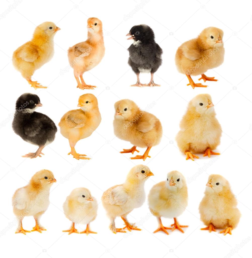 Collage of beautiful yellow and black chicks