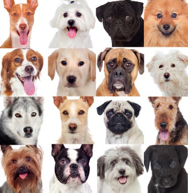 Collage with many dogs  clipart
