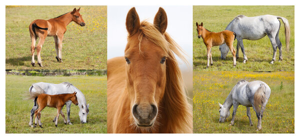 Collage of horses with foals