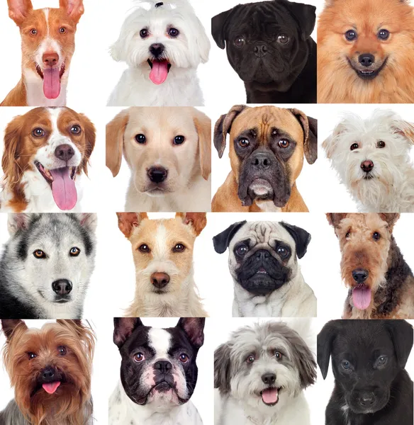 Collage with many dogs — Stock Photo, Image