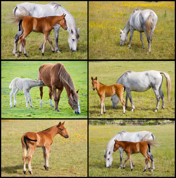 Collage of horses with foals  