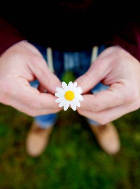 Erkek eller sevimli bir papatya çiçeği tutuyor.