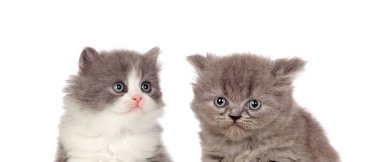 İki güzel gri kedi yavrusu beyaz arka planda izole edilmiş. 