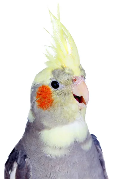 Красивый Попугай Серая Нимфа Желтым Гребнем — стоковое фото