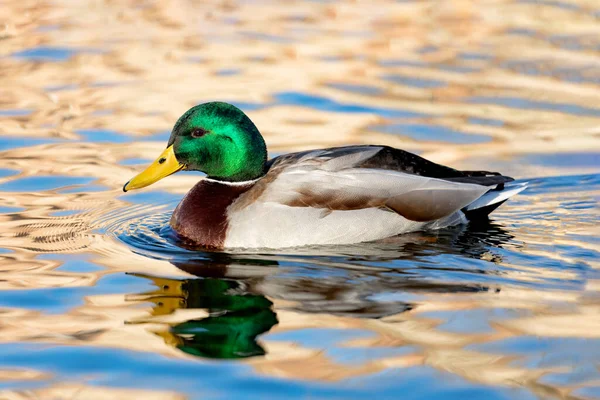 Pato Selvagem Com Cabeça Verde Nadando Lago — Fotografia de Stock