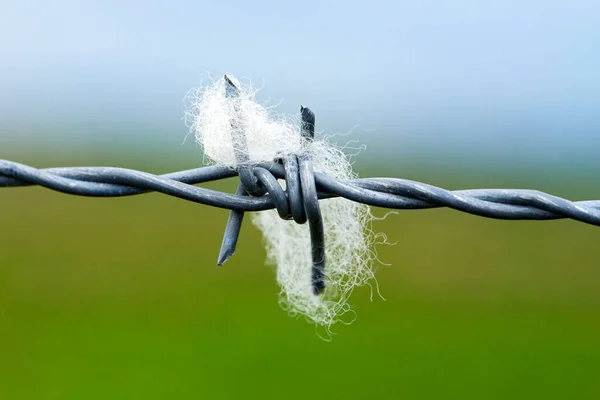 在乡间的铁丝栅栏上挂着的一块羊毛 — 图库照片