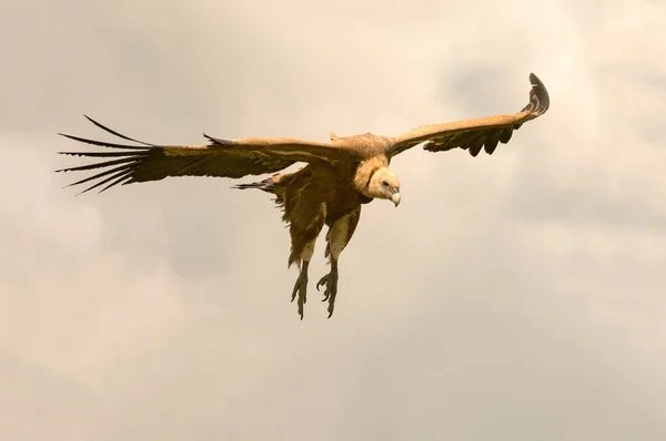 Buitre Leonado Gyps Fulvus Volando Sobre Cielo Español — Foto de Stock