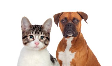Yeşil gözlü şirin bir kedi ve beyaz arka planda izole edilmiş kameraya bakan kahverengi bir boksör.