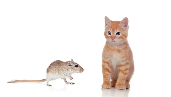 オレンジ小さな猫見ますAマウス隔離されたOl白い背景 — ストック写真