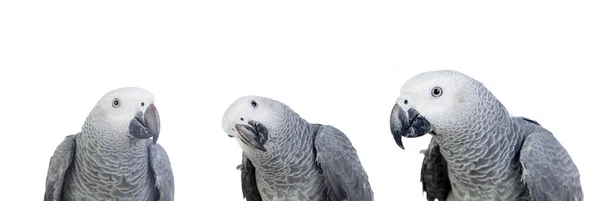 Três Papagaios Cinzentos Isolados Sobre Fundo Branco — Fotografia de Stock