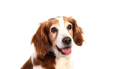 Beyaz bir arka planda izole edilmiş bir köpeğin güzel portresi. 