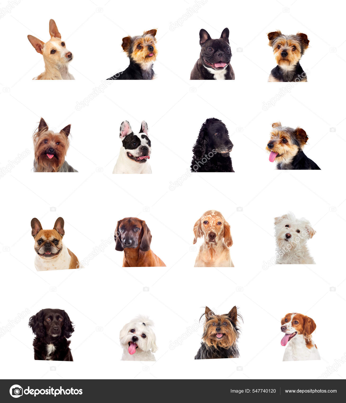 Different Kind Dogs Isolated White Background — Stock Photo