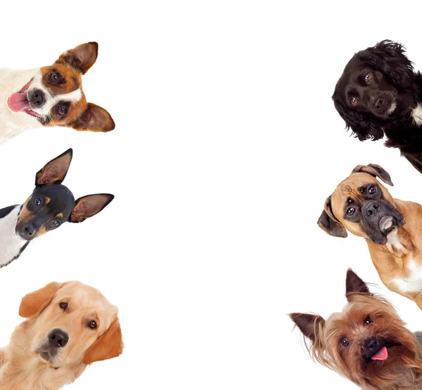 Different Kind Dogs Isolated White Background — Stock Photo, Image