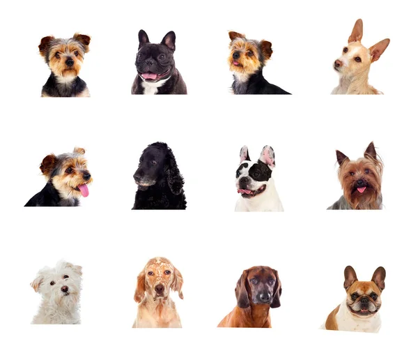 Different Kind Dogs Isolated White Background — Stock Photo, Image
