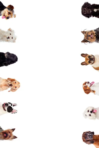 Diferentes Perros Tipo Aislados Sobre Fondo Blanco — Foto de Stock