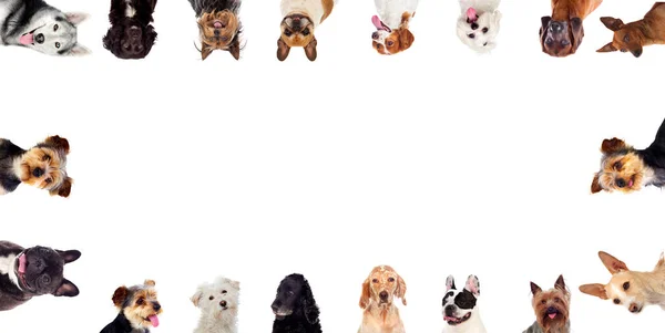 Cães Diferentes Isolados Fundo Branco — Fotografia de Stock