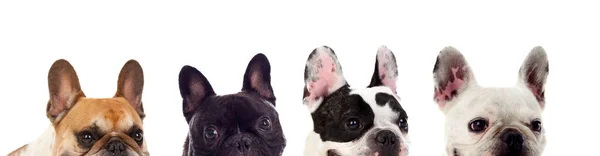 Verschiedene Freundliche Hunde Isoliert Auf Weißem Hintergrund — Stockfoto