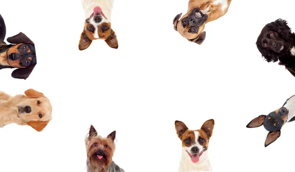 Beyaz Arka Planda Izole Edilmiş Farklı Türde Köpekler — Stok fotoğraf