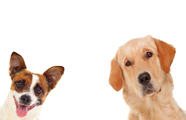 Dois Cães Engraçados Diferentes Isolados Fundo Branco — Fotografia de Stock