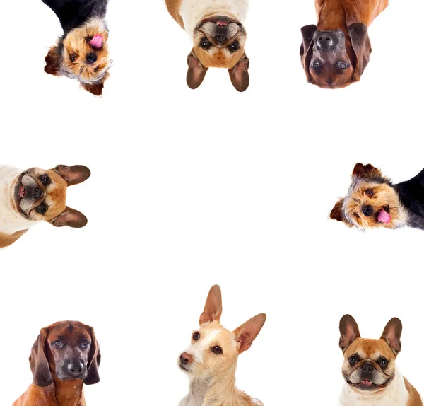 Beyaz Arka Planda Izole Edilmiş Farklı Türde Köpekler — Stok fotoğraf