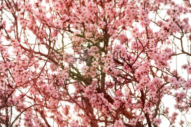 Badem ağacı dalında baharda çiçekler 