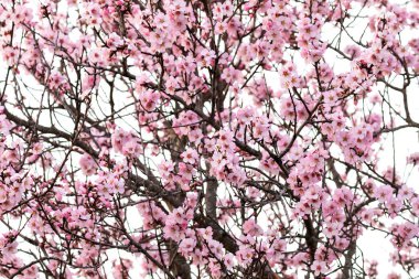 Badem ağacı dalında baharda çiçekler 