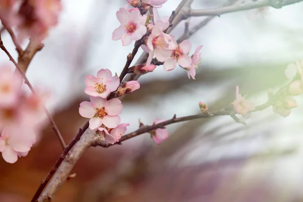 Ramo Amendoeira Com Flores Primavera — Fotografia de Stock