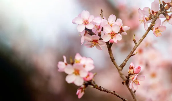 Ramo Amendoeira Com Flores Primavera — Fotografia de Stock