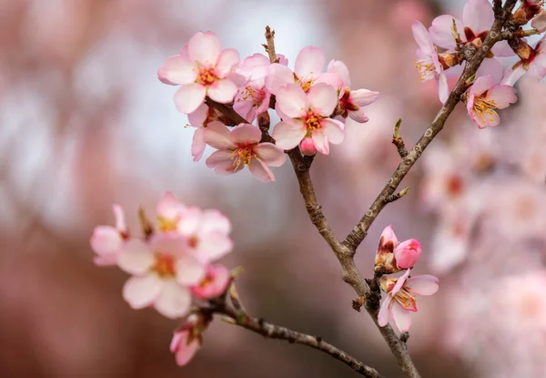 Mandlový Strom Větev Květy Jaře — Stock fotografie