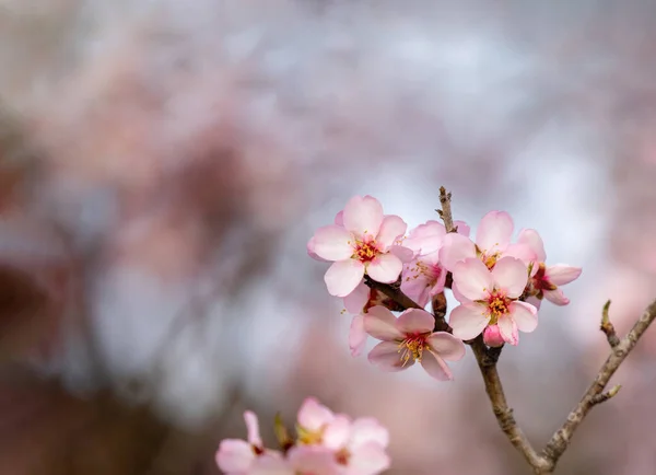 Mandlový Strom Větev Květy Jaře — Stock fotografie