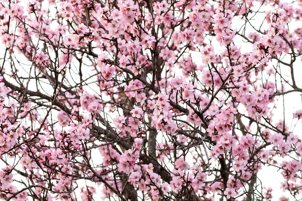 Гілка Мигдалевого Дерева Квітами Навесні — стокове фото