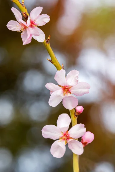 Κλάδος Αμυγδάλου Λουλούδια Την Άνοιξη — Φωτογραφία Αρχείου