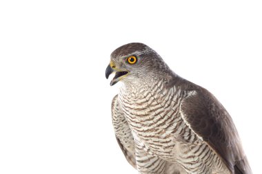 Yırtıcı kuşlar - Genç kuzey atmacası (Accipiter gentilis). Vahşi yaşam manzarası.