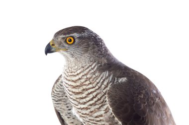 Yırtıcı kuşlar - Genç kuzey atmacası (Accipiter gentilis). Vahşi yaşam manzarası.