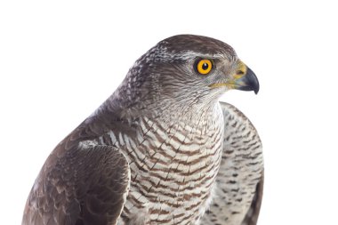 Yırtıcı kuşlar - Genç kuzey atmacası (Accipiter gentilis). Vahşi yaşam manzarası.