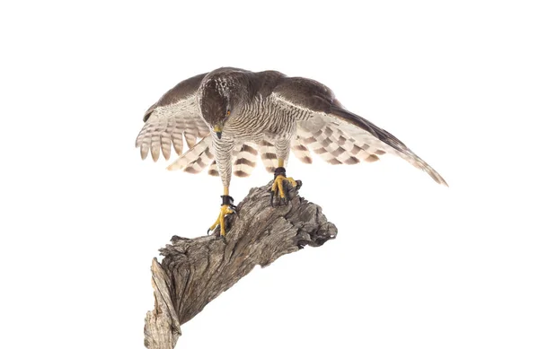 獲物の鳥 若い北部のオオタカ Accipiter Gentis 野生動物の風景 — ストック写真