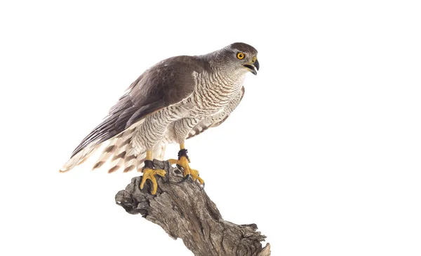 Birds Prey Young Northern Goshawk Accipiter Gentilis Paisajes Vida Silvestre —  Fotos de Stock