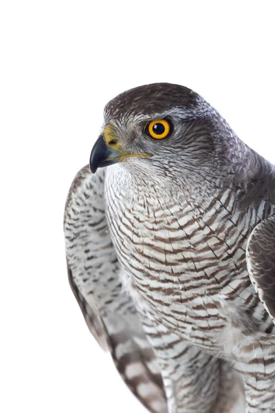 Birds Prey Young Northern Goshawk Accipiter Gentilis Paisajes Vida Silvestre — Foto de Stock