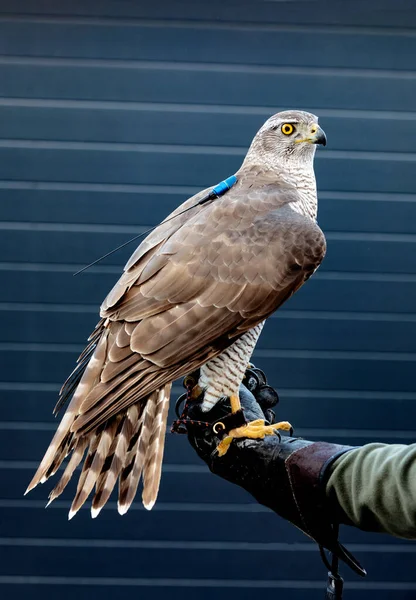 Aves Rapina Jovem Garek Norte Accipiter Gentilis Cenário Vida Selvagem — Fotografia de Stock