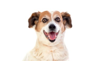 Beyaz ve kahverengi, tombul bir köpek, beyaz bir arka planda izole edilmiş. 