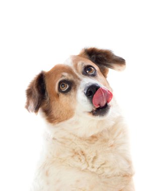 Beyaz ve kahverengi, tombul bir köpek, beyaz bir arka planda izole edilmiş. 