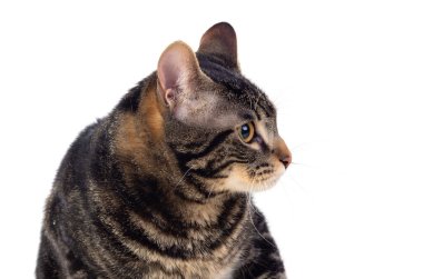 Beyaz arka planda izole edilmiş ciddi bir kahverengi kedi.