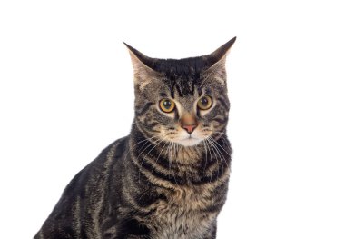 Beyaz arka planda izole edilmiş ciddi bir kahverengi kedi.