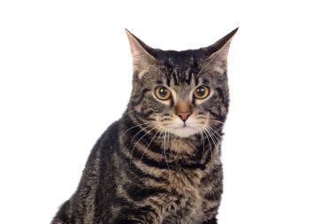 Beyaz arka planda izole edilmiş ciddi bir kahverengi kedi.